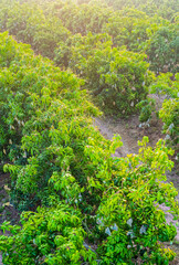 Mango orchards are blossoming in the fruit season of Thailand.