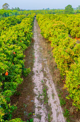 Mango orchards are blossoming in the fruit season of Thailand.