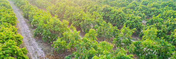 Mango orchards are blossoming in the fruit season of Thailand.