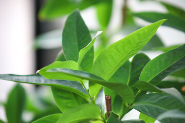 Close-up of fresh green plant leaves showing vibrant new growth and beauty in nature