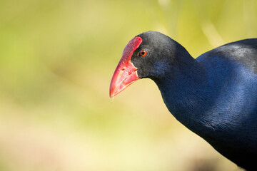 Close up of Pukeko or purple swamphen wading in lake margins among reeds