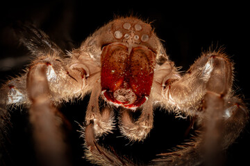 Intense Macro Portrait of Red-Faced Huntsman