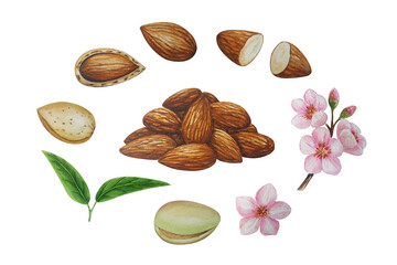 Watercolor almond plant. White background. For your design