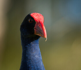 Close up of Pukeko or purple swamphen wading in lake margins among reeds