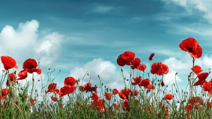 Red poppies in a field against a blue sky with fluffy white clouds