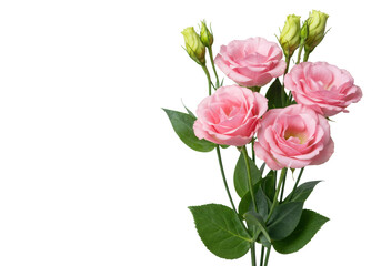 Fototapeta premium Close-up of elegant blush pink roses and eustoma, meticulously detailed with velvety textures and vibrant green leaves, softly lit on a transparent background, concept of serene natural beauty