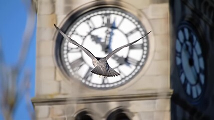 Bird in flight, wings spread, soars past a stone clock tower with large analog clocks