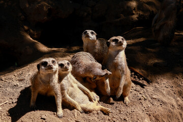 Meerkat group looking up in sunlight