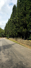 Scenic road lined with tall cypress trees and stone wall on a sunny day. Peaceful travel route through green nature, ideal for tourism, outdoor activities, and countryside landscapes.