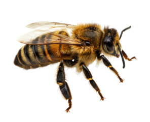 Honey bee on black background transparent background cutout png