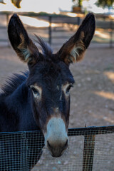 Donkey looking at camera over farm fence