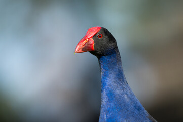 Close up of Pukeko or purple swamphen wading in lake margins among reeds