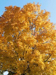 Norway maple or Plane-leaved maple (Acer platanoides), spectacular tree with sharply pointed lobed medium green foliage changing to yellow and orange in the fall
