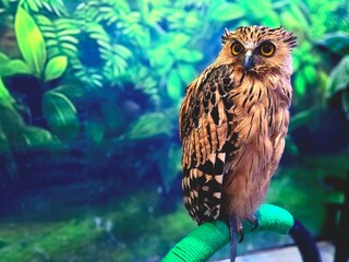 Buffy Fish Owl. Scientific name: Ketupa Ketupu. Known as Beluk Ketupa in Indonesia. With sharp...