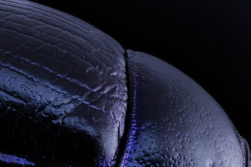 Macro Dung Beetle Carapace with Purple Luster