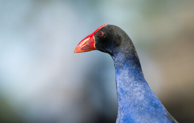 Close up of Pukeko or purple swamphen wading in lake margins among reeds