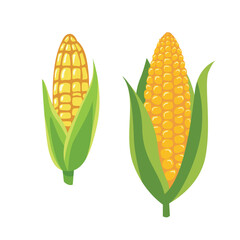 Fresh yellow corn cob illustration with green husk isolated on white background for agriculture, farm, and organic food design projects