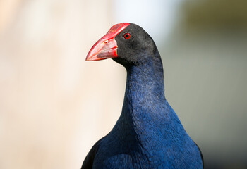 Close up of Pukeko or purple swamphen wading in lake margins among reeds