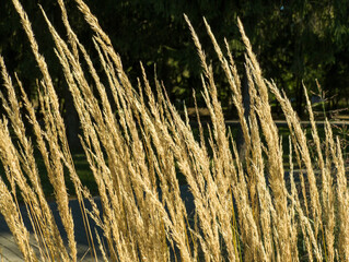 A close up of some tall grass in a field