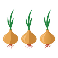 Three healthy fresh onions with green sprouts and roots isolated on white background