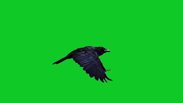 Cinematic looping crow on green screen conveying mystery and tension for trailers, horror intros, and dramatic overlays