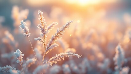 Closeup of frosted grass stalks in a field at sunrise, with warm golden light illuminating the delicate details