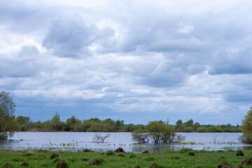 Pastoral scene with trees and water.