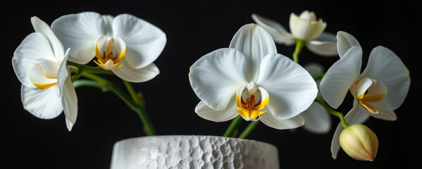 Beautiful white orchids in a textured vase against a dark background showing grace and elegance in floral arrangement