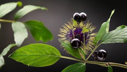 Branch Of Belladonna Or Atropa Belladonna Showing Flower Leaves And Ripe Deadly Berry