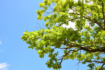 Vibrant Green Tree Branches of oak tree Under Sunny Blue Sky