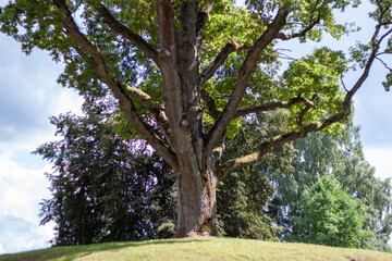 A large tree with green leaves is on a hill. The tree is surrounded by other trees. The sky is blue and there are clouds in the background