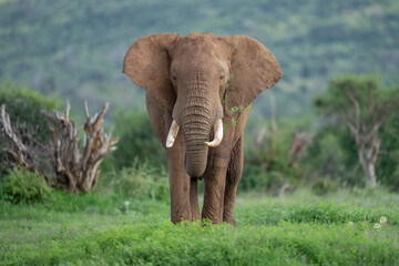 African Savannah or Bush elephant in a green landscape
