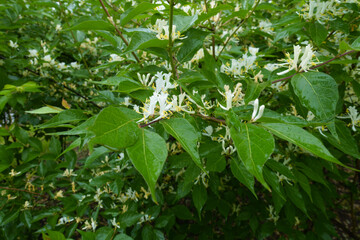 Multiple white flowers in the leafage of Lonicera maackii in June