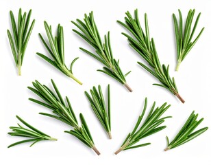 Obraz premium ** Fresh rosemary sprigs arranged on a white background, perfect for culinary, herbal, and natural remedy themes. **