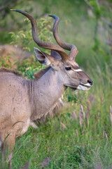 Greater Kudu close up portrait