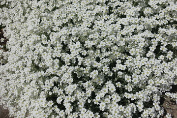 Countless white flowers of Cerastium tomentosum in May