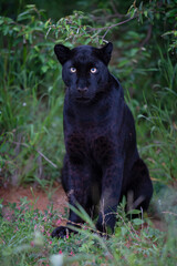 Melanistic leopard or Black Panther sit in green vegetation