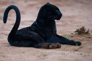 Selbstklebende Fototapeten Panther Melanistic leopard or Black Panther lying on the ground  © Staffan Widstrand