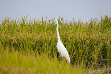 稲にとまる虫を探しているダイサギ