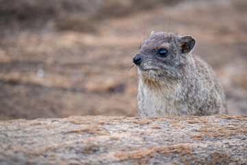 Rock dassie portrait