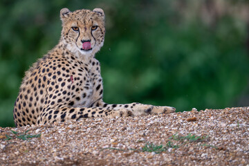 Cheetah lick its nose