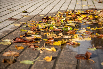 Wet Autumn Leaves on the Pavement After Rain Reflecting Seasonal Change in Fall Weather