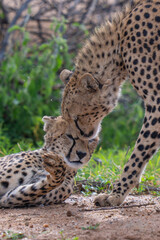 Cheetah two cats close up
