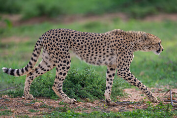 Cheetah