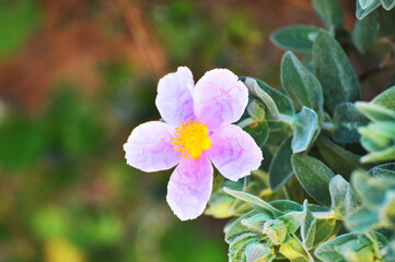 Pink cistus flower in bloom with green leaves and blurred natural background