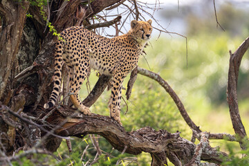 Cheetah