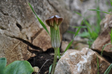 Arisarum vulgare wild flower among rocks in natural habitat