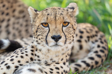 Cheetah close up portrait
