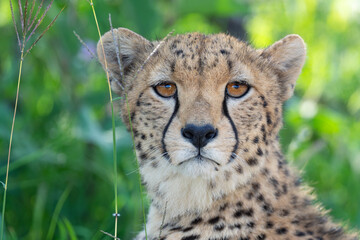 Cheetah close up portrait