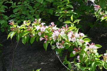 Branch of Weigela florida with buds and light pink flowers in May